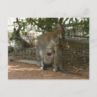 Carte Postale Famille Cangaroo