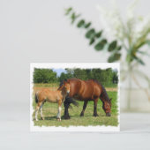 Carte postale Famille Cheval (Debout devant)