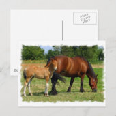 Carte postale Famille Cheval (Devant / Derrière)
