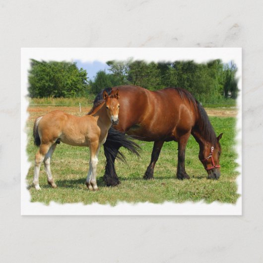 Carte postale Famille Cheval (Devant)