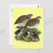 Carte Postale Famille Coturnix Quail (Devant / Derrière)