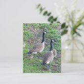 Carte Postale Famille de bernaches canadiennes (Debout devant)