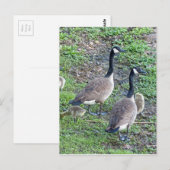 Carte Postale Famille de bernaches canadiennes (Devant / Derrière)