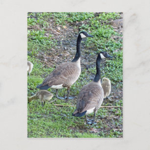 Carte Postale Famille de bernaches canadiennes