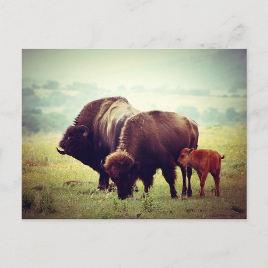Carte Postale Famille de Buffalo Américain (Bison) (Devant)