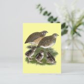 Carte Postale Famille de cailles Coturnix (Debout devant)