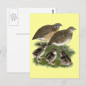 Carte Postale Famille de cailles Coturnix (Devant / Derrière)