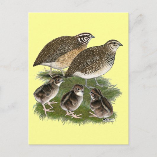 Carte Postale Famille de cailles Coturnix (Devant)