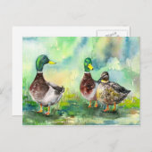 Carte Postale famille de canards (Devant / Derrière)