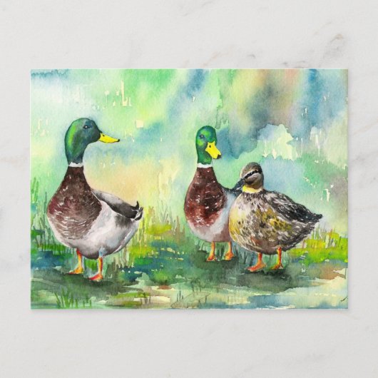 Carte Postale famille de canards (Devant)