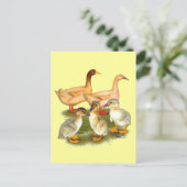 Carte Postale Famille de canards Buff Orpington (Debout devant)