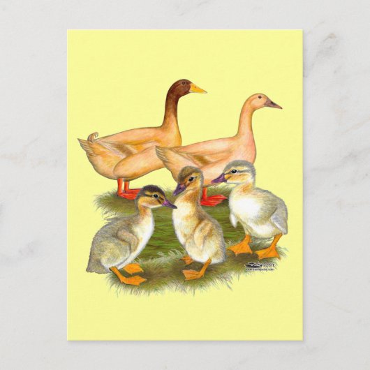 Carte Postale Famille de canards Buff Orpington (Devant)