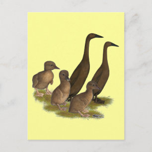 Carte Postale Famille de canards coureurs de chocolat