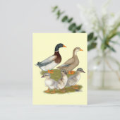 Carte Postale Famille de canards de Saxe (Debout devant)