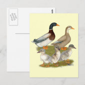 Carte Postale Famille de canards de Saxe (Devant / Derrière)