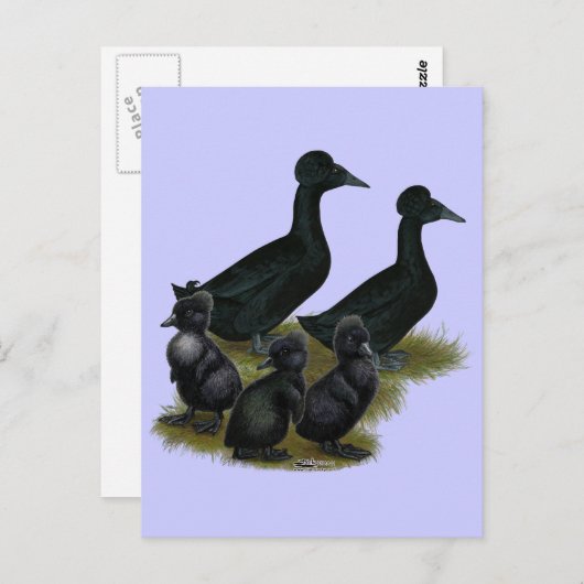 Carte Postale Famille de canards noirs en cage (Devant / Derrière)