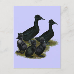 Carte Postale Famille de canards noirs en cage
