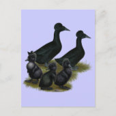 Carte Postale Famille de canards noirs en cage (Devant)