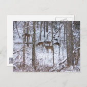 Carte Postale Famille De Cerfs En Neige (Devant / Derrière)