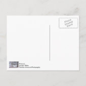 Carte Postale Famille De Cerfs En Neige (Dos)