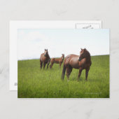 Carte Postale Famille de cheval dans le champ (Devant / Derrière)