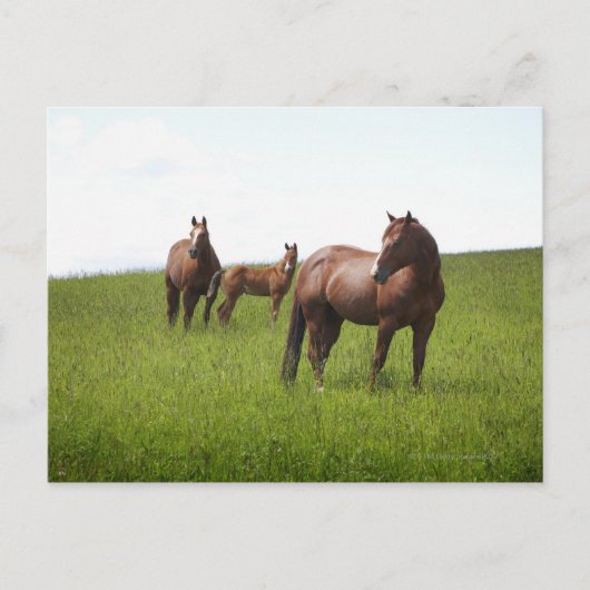 Carte Postale Famille de cheval dans le champ (Devant)