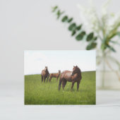 Carte Postale Famille de cheval dans le champ (Debout devant)