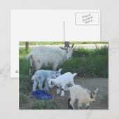 Carte Postale Famille de chèvres (Devant / Derrière)