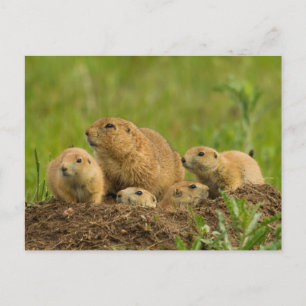 Carte Postale Famille de chiens de prairie sur un terrier