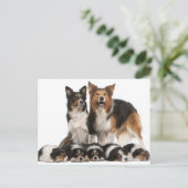 Carte Postale Famille de collie frontalière (Debout devant)