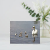 Carte Postale Famille de cygne dans l'eau (Debout devant)