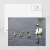 Carte Postale Famille de cygne dans l'eau (Devant / Derrière)
