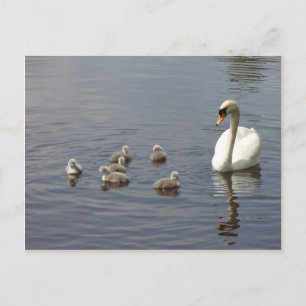 Carte Postale Famille de cygne dans l'eau