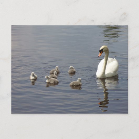 Carte Postale Famille de cygne dans l'eau (Devant)