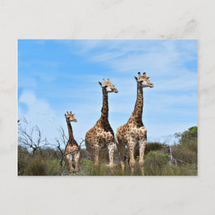 Carte Postale Famille de girafes