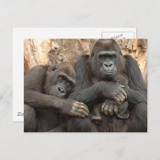 Carte Postale Famille de gorilles (Devant / Derrière)