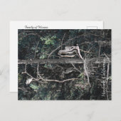 Carte Postale Famille de Héron... (Devant / Derrière)