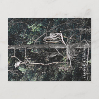 Carte Postale Famille de Héron...