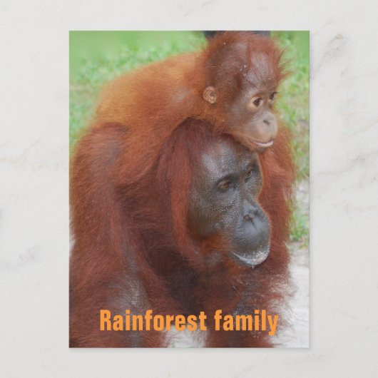 Carte Postale Famille de la forêt tropicale de Kalimantan en Ind (Devant)