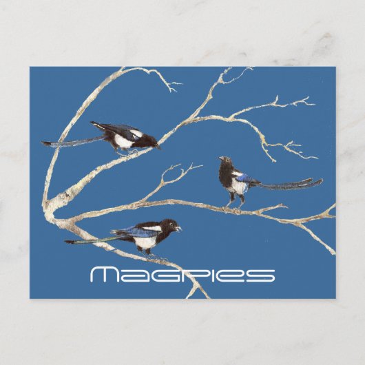 Carte Postale Famille de Magpies, oiseaux, nature, faune (Devant)