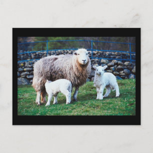 Carte Postale Famille de moutons
