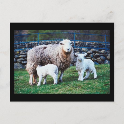 Carte Postale Famille de moutons (Devant)