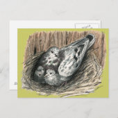 Carte Postale Famille de pigeons (Devant / Derrière)