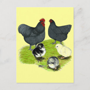 Carte Postale Famille de poules Orpington bleues