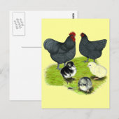 Carte Postale Famille de poulet bleu Orpington (Devant / Derrière)