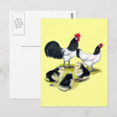 Carte Postale Famille de poulet Lakenvelder (Devant / Derrière)
