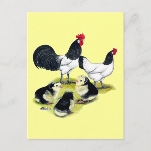 Carte Postale Famille de poulet Lakenvelder (Devant)