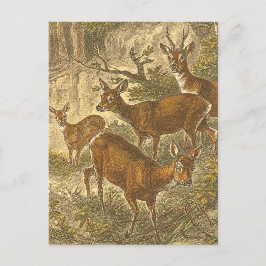 Carte Postale Famille de Roe - Cerfs dans une forêt (Devant)