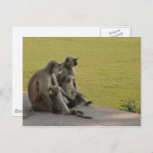 Carte Postale famille de singes 2 (Devant / Derrière)