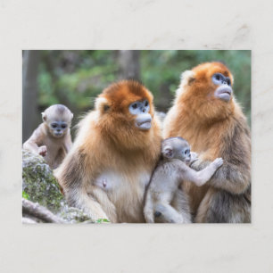 Carte Postale Famille de singes à nez doré